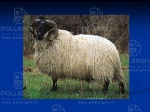 پاورپوینت-انواع نژادهای گوسفند-55 اسلاید-pptx